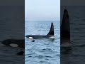 Живые эмоции #путешествия #тревелвлог #whale #shorts #океан