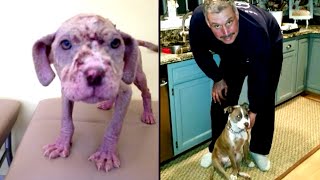 Dogs Given Second Chances at Life