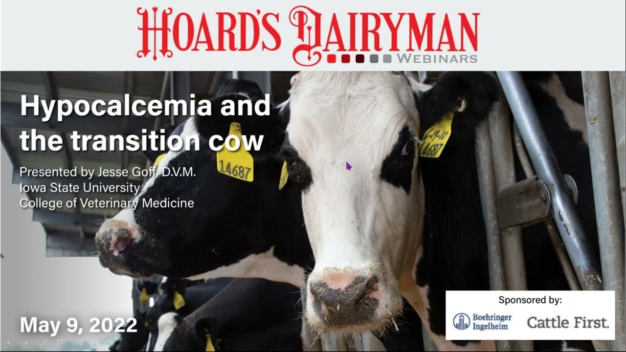 Managing hypocalcemia at calving