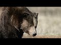 Dennis Quaid: Yellowstone's Smartest Bird That Saves Forests | Saving Yellowstone