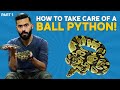 Ball Pythons as a Pet I Animal World With Aun
