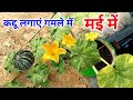 कद्दू मई - जून में लगाये गमले में । How to grow pumpkin from seeds at home / kaddu kaise ugaye