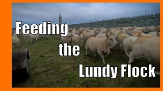 Discover the Magic: Rounding Up and Feeding the Lundy Sheep Flock