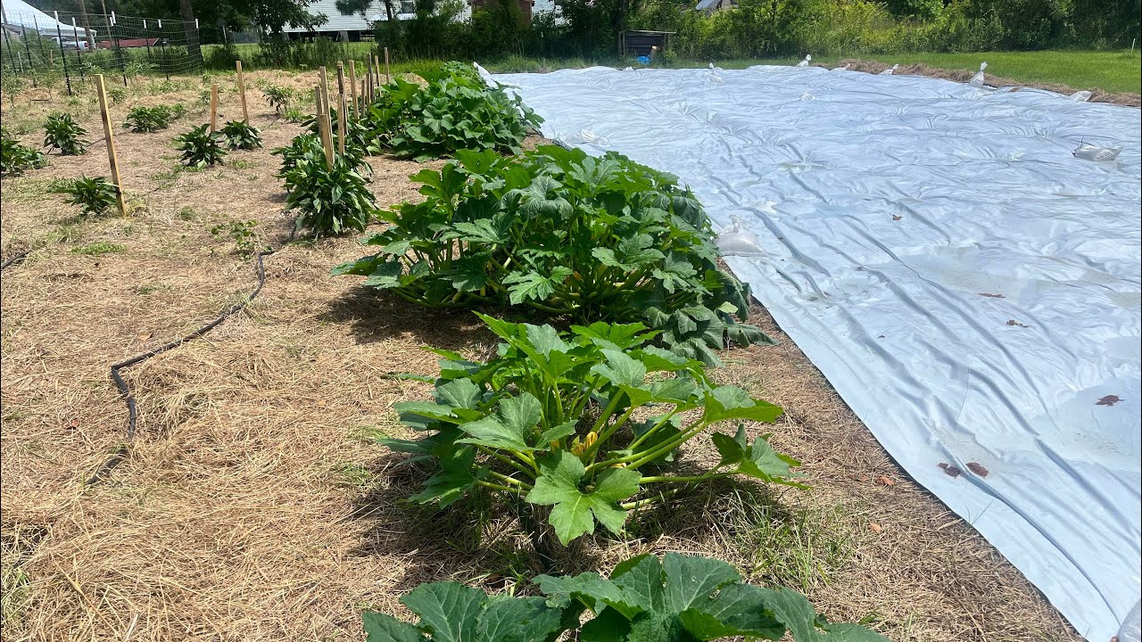 Hot Sauce, Vaseline and Squash Vine Borers….you can save your plants! YouTube