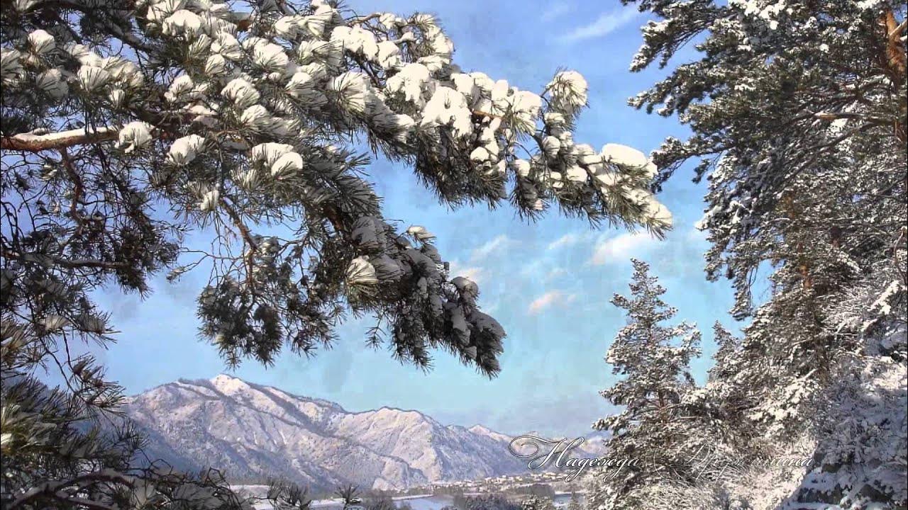 Зима горы сосны. Сосна зимой. Кедр зимой. Заснеженные кедры. Сальвадоре падает снег
