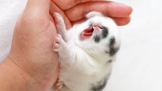 Dramatic Baby Bunny ROARS! by My BB Bunny 2,857,494 views 6 years ago 1 minute