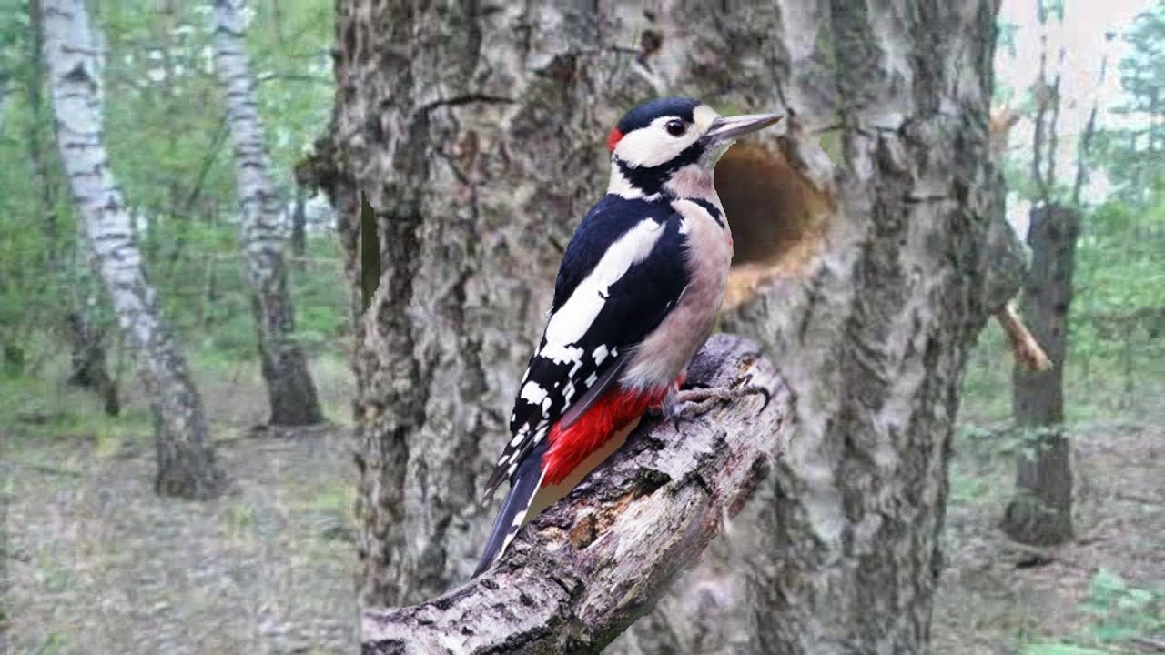 Как устроено Гнездо дятла внутри - YouTube