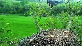 #12 Eagle Nest | DN12 catches wind and stunning hovering + slo mo ~ 06-02-2020