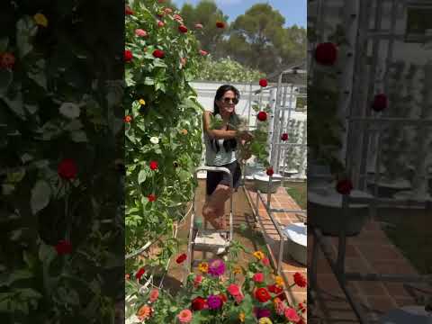 Video: Meksikolaisen Zinnia-kasvien hoito: Kuinka kasvattaa meksikolaisia Zinnia-kukkia