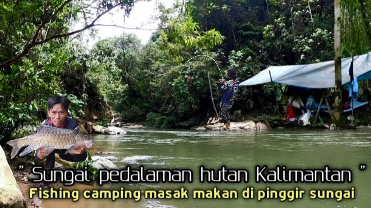 Mancing camping 3 hari Panen ikan sultan di sungai hutan Kalimantan Timur