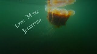 Lions Mane Jellyfish in Puget Sound