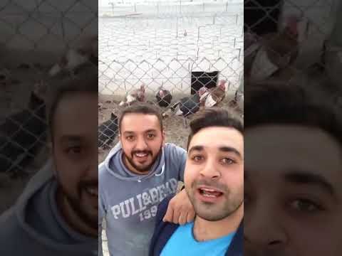 Hindi kalabaligi görünce ne demi #hindi#animals - YouTube
