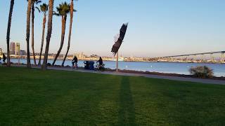 My Rev Eagle likes things that move...  Fast!!