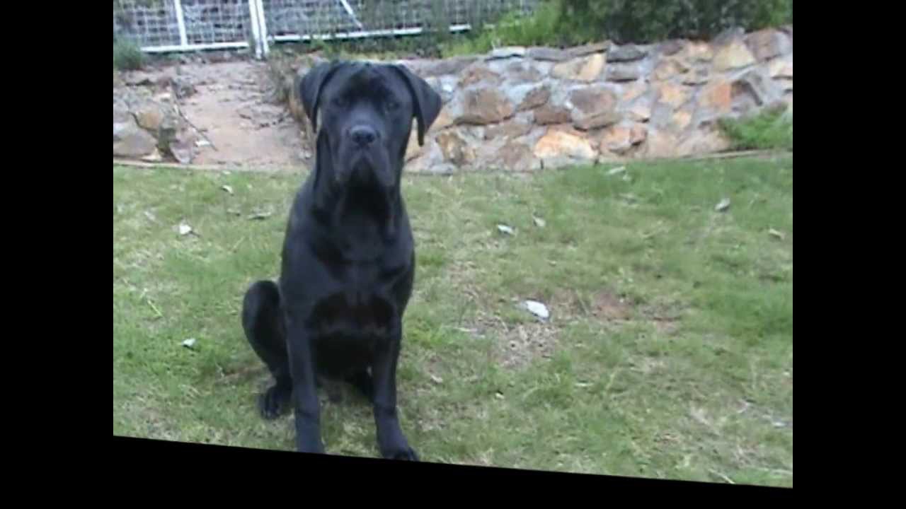 neapolitan x english mastiff bones walker playing in his backyard