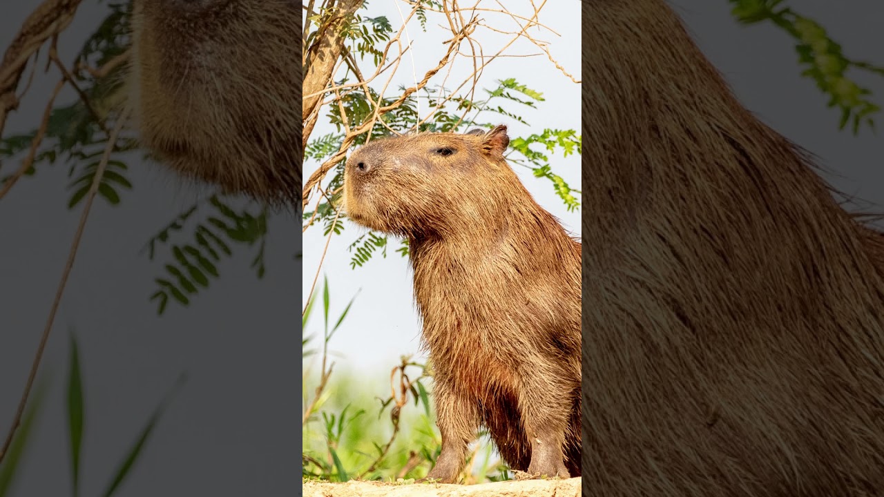 Pet Capybara Canada