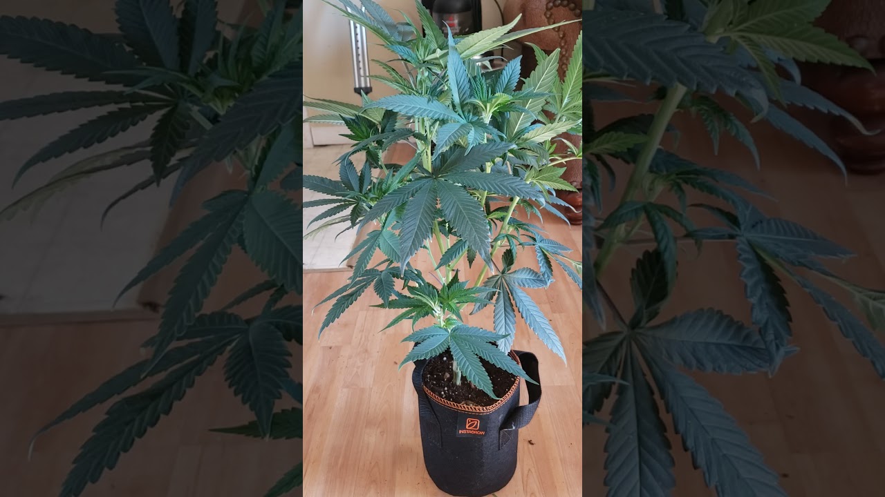 OG KUSH CLONE (how to grow weed at home) How to grow weed start to finish 