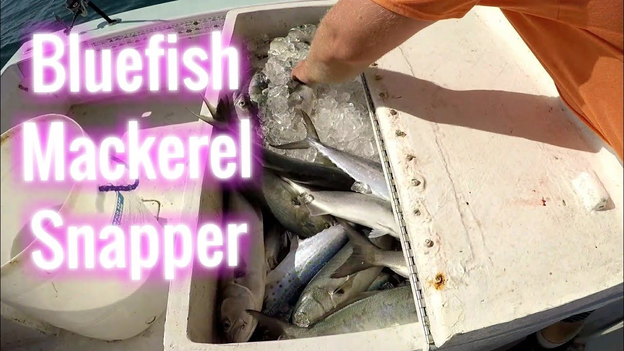 Commercial Mackerel Fishing with a side of Bluefish YouTube