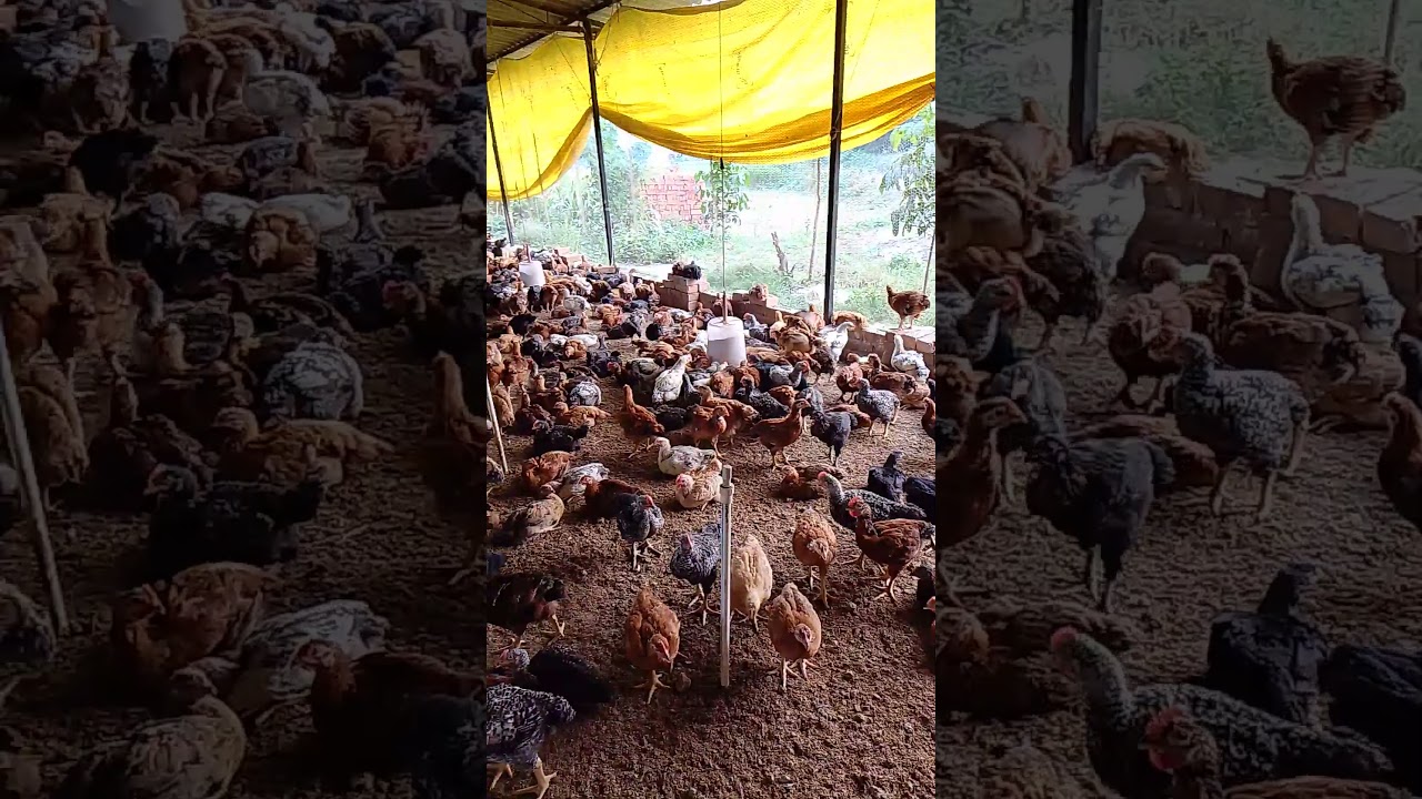 chicks after 35 days 