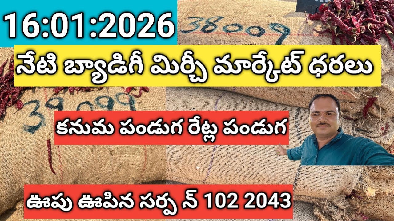 నేటి బ్యాడిగీ మిర్చీ మార్కేట్ ధరలు అన్నీ రకాల మార్కేట్ ధరలు # subscribe # Arjun vlogs # chilli #