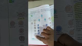 Why RBC is used as an Antigen in HA HI test and Why other Granulocytes are not used as Antigen?