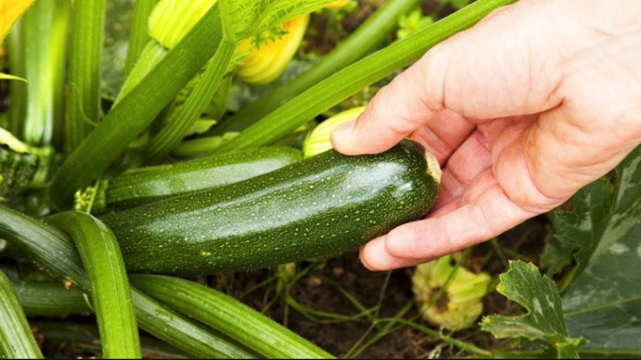 কুচা  বা স্কোয়াশ চাষ করে স্বাবলম্বী হতে পারেন । Kusa Squash