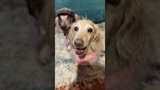 Walter opening his new gift from The Vet Dog! #dachshundlife #seniordogs #thevetdog #rescuedog