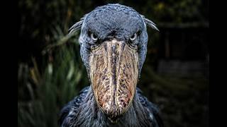 20 WEIRDEST LOOKING BIRDS That Actually Exist