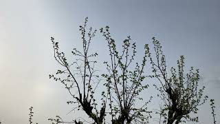 IMG 8648