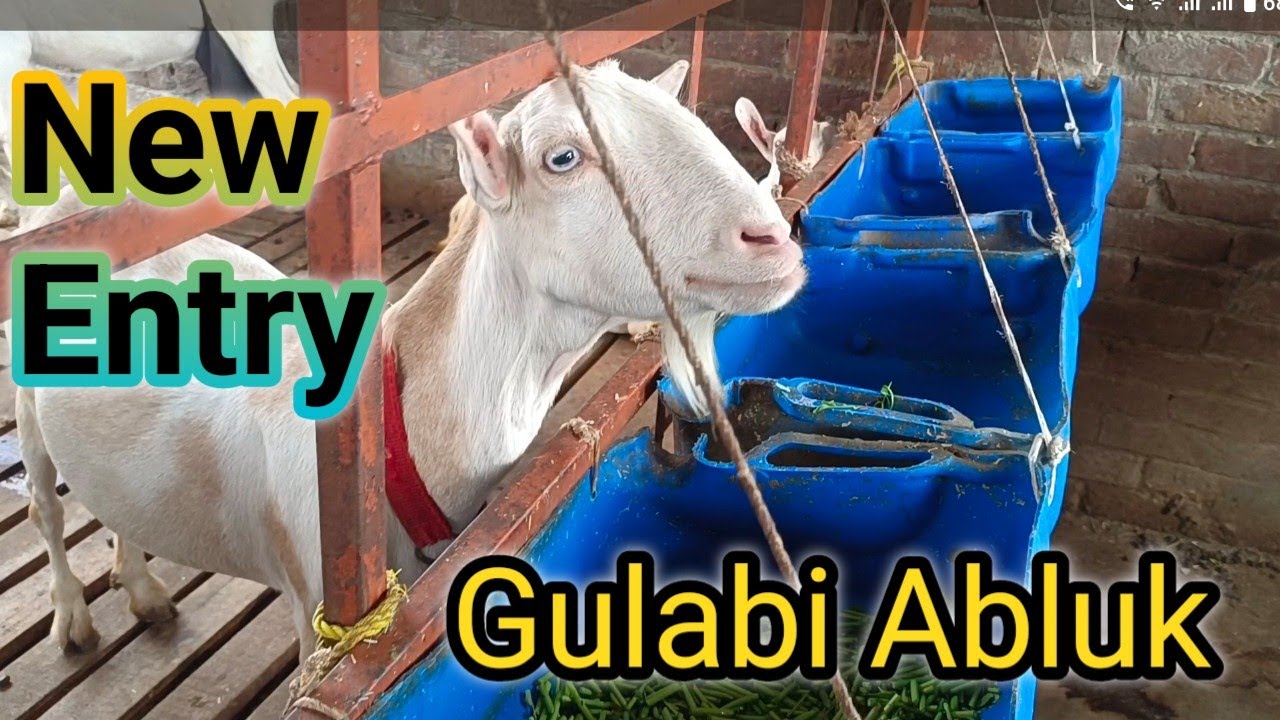 Alhumdulilah New Entry ll Teddy Gulabi Abluk female ll Beautiful Teddy Goat pink white eyes new Entr