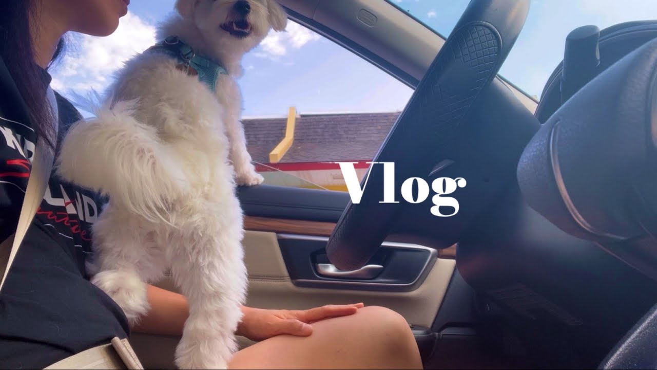 미국일상) 혼자사는 여자 일상 루틴, 강아지한테 휘둘리기, Cooking, Homemade dog treat YouTube