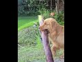 祖父のイブキから引き継がれた持来? #goldenretriever #大型犬のいる生活 #ゴールデンレトリバー #ibukikohaku #ビスとイロハ #散歩 #癒し #shorts