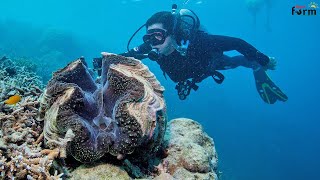 Amazing  Giant Clams Farm - Fishermen Harvest Millions of Giant Clams This Way
