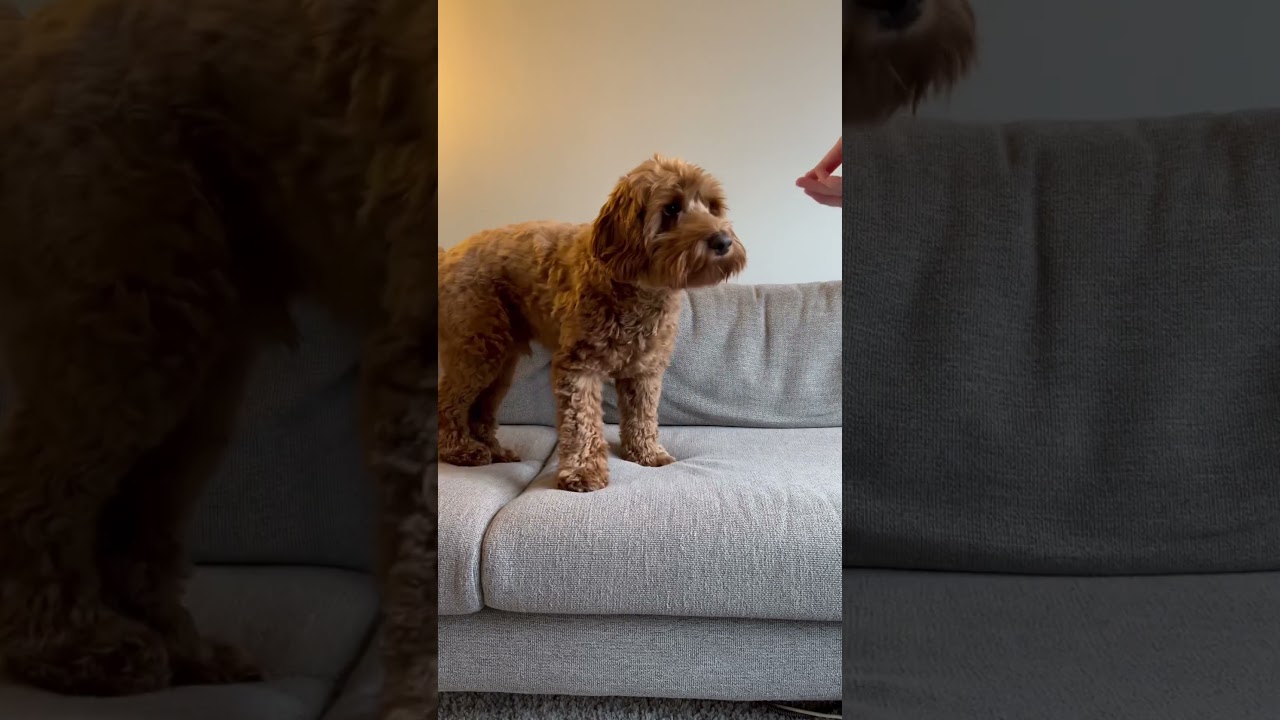 Cute dog tricks 😍 