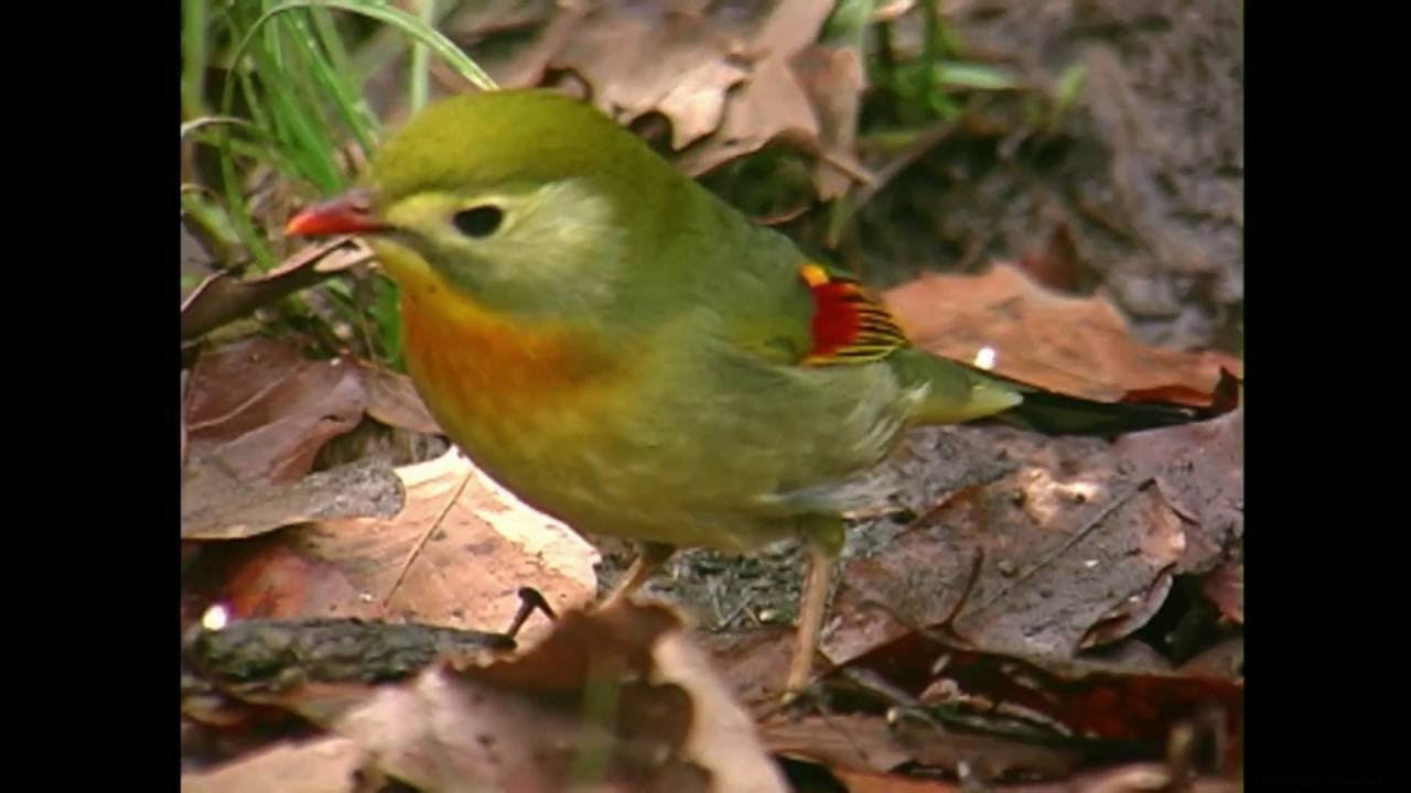 newsレコード　鳥　ソフビ タイの作家・SKARNZ氏の新作「HELLHOUND」「SUN BIRD」がショップ