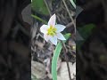 #老鸦瓣,学名Amana edulis (Miq.) Honda,是百合科老鸦瓣属多年生草本。别名光慈姑、山慈菇、老鸦头、棉花包等。因鳞茎形似老鸦头得名。鳞茎入药名“光慈姑”。 #中草药