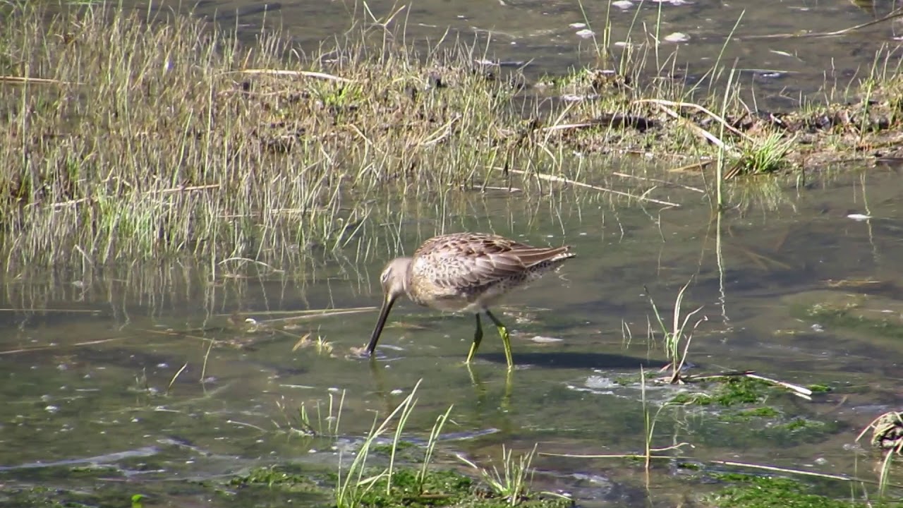Long billed Dowitcher 