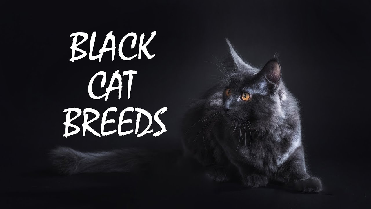 Fascinating Black  Cat  Breeds  Petmoo YouTube