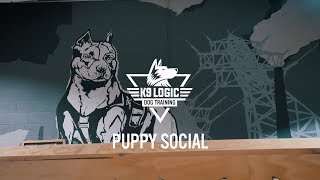 K9 Logic - PUPPY SOCIAL!