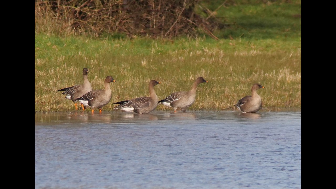 5 Tundra Bean Geese Belvide Reservoir 14th February 2026