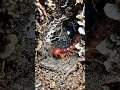 Giant Centipede POV Inside a Real Underground Colony #shorts #youtubeshorts