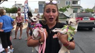 Adopt Puppies from Cape May Animal Rescue!