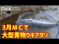 【ウキアタリ】3月和歌山ＭＣで大型青物来たー3月1週目のノマセ釣り