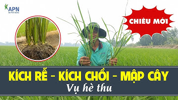 APN - KINH NGHIỆM KÍCH CHỒI, MẬP CÂY VỤ HÈ THU - ỨNG DỤNG CHO MỌI GIỐNG LÚA|HÈ THU 2024 - 03