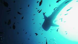 Amazing diving the Similan Islands Thailand with Big Blue Diving!
