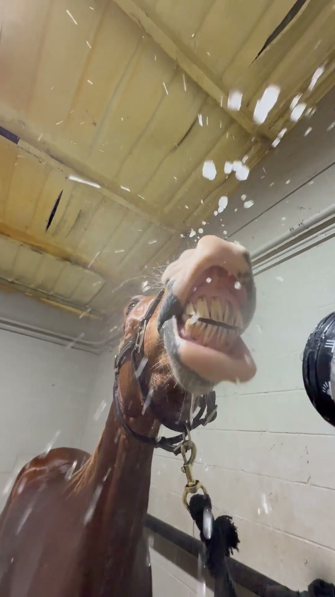 Horse is Highly Entertained by Water Hose || ViralHog