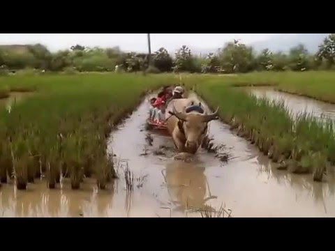 Raka At Villa Kancil Youtube Raka At Villa Kancil Youtube