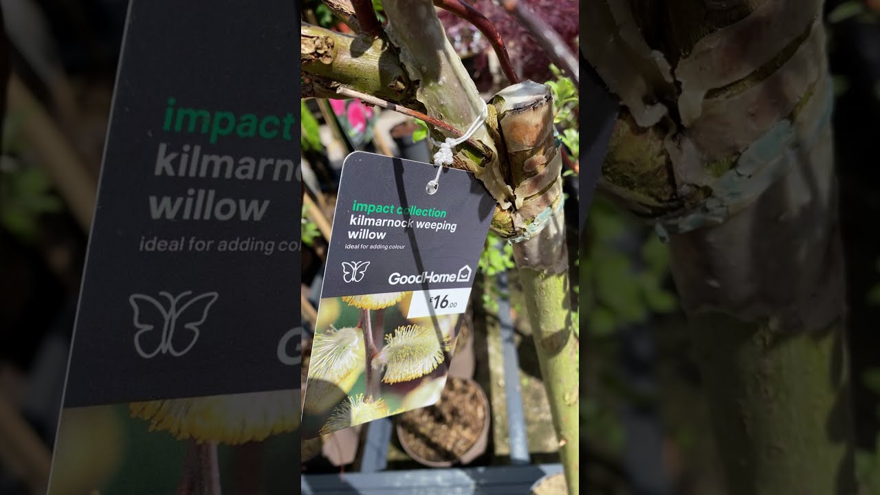 Kilmarnock weeping willow 