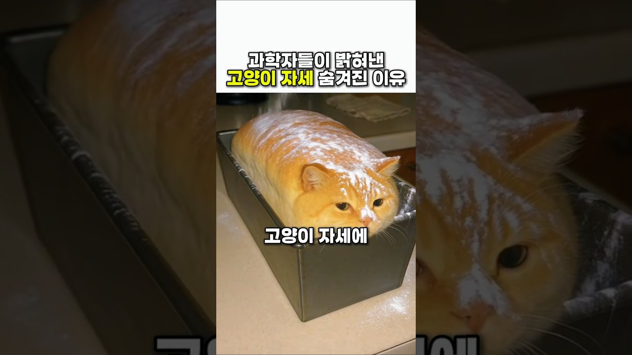 과학자들이 밝혀낸고양이 자세 숨겨진 이유