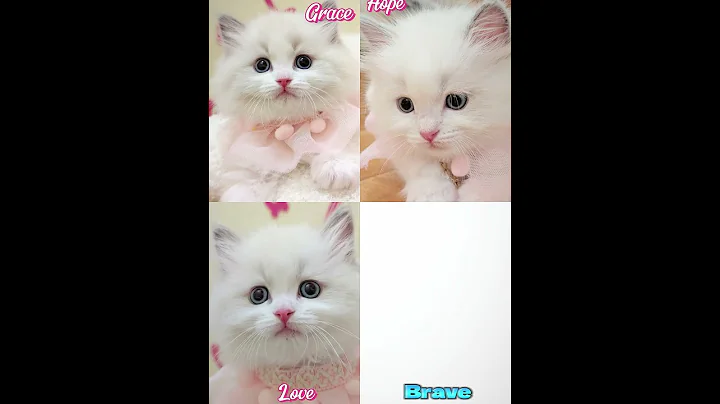 Video 10494891: ragdollkittens cat kitten