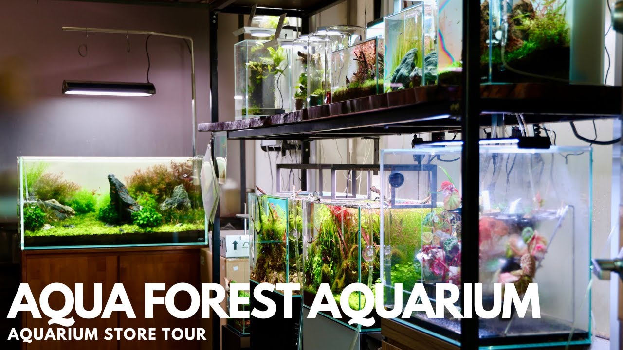 Aqua Forest Aquarium - Store Tour - YouTube